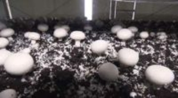 ホクトが舟形マッシュルームを完全子会社化　マッシュルーム需要拡大で業績伸長狙う