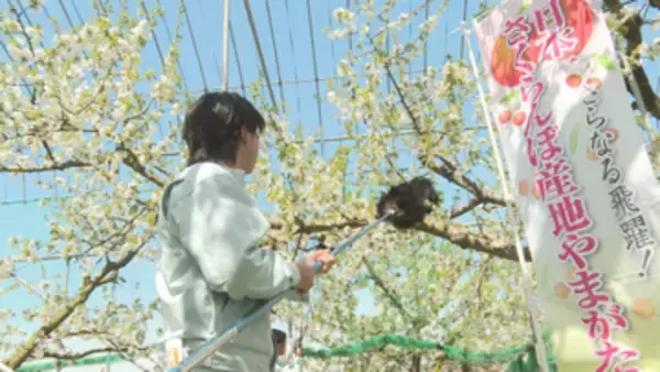 「収穫のための大事な作業」サクランボ不作2年続く中 人工授粉学ぶ実地研修 若手育成へ