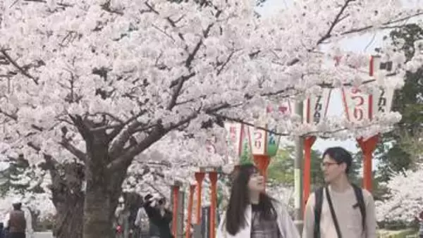 「サクラを愛しています」イギリス人観光客も絶賛 鶴岡公園700本のサクラが見頃