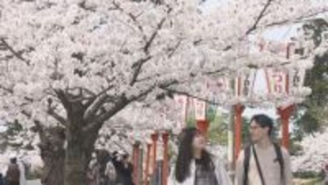 「サクラを愛しています」イギリス人観光客も絶賛 鶴岡公園700本のサクラが見頃