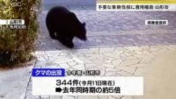 クマ出没対策、不要なカキの木などの伐採費用補助（山形市）