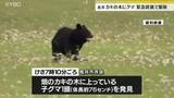 「住宅そばの柿の木にクマ　緊急銃猟による発砲で駆除　山形・長井市」の画像1