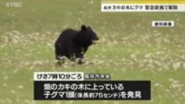 住宅そばの柿の木にクマ　緊急銃猟による発砲で駆除　山形・長井市