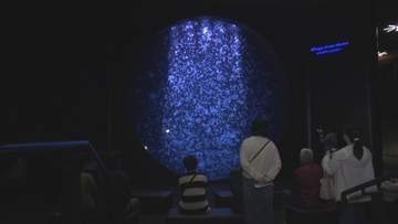 「本当にたくさん」展示100種類に拡大 鶴岡市の世界一のクラゲ水族館 新たな楽しみ方