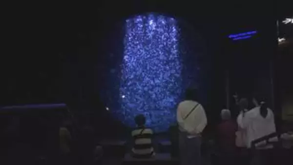 「本当にたくさん」展示100種類に拡大 鶴岡市の世界一のクラゲ水族館 新たな楽しみ方