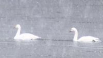 二十四節気「小寒」　山形県内6日にかけて大雪となる所も　平地で40～50センチ