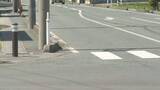 「青信号で横断中の小学2年生に車が接触 左サイドミラー当たり転倒 山形・上山市」の画像1