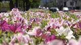 「ツツジの花も鮮やか　「立夏」の山形県内は日差しが降り注ぎ行楽日和に」の画像1