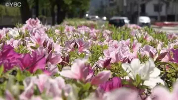 ツツジの花も鮮やか　「立夏」の山形県内は日差しが降り注ぎ行楽日和に