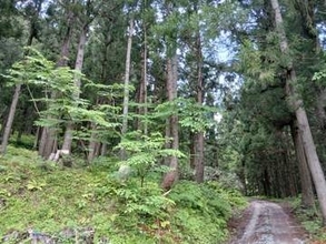 伐採した木が跳ね返り・・・　伐採作業をしていた65歳男性が死亡　山形・大江町