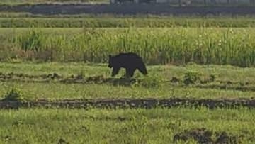 南陽市で朝クマ目撃相次ぐ　緊急銃猟で1頭駆除も　午後赤湯などで目撃情報
