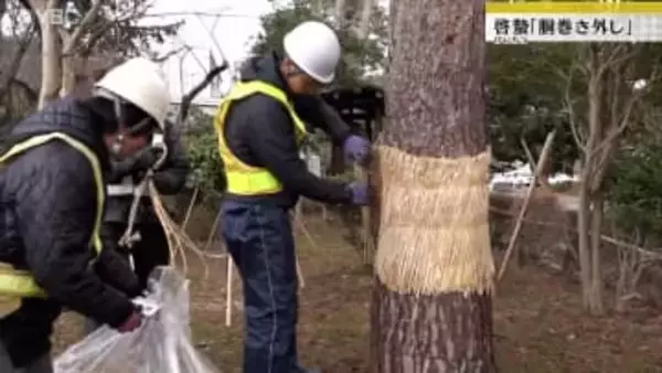二十四節気の1つ「啓蟄」の朝　山形県鶴岡市の鶴岡公園で春の近づきを告げる恒例の「胴巻き外し」