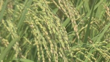 令和のコメ騒動から一転 新米価格は下落か JA全農山形が概算金を検討