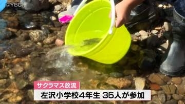 「大きくなれよー！」地元の子どもたちが山形県の魚「サクラマス」放流　山形・大江町