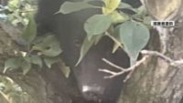 猟友会のハンターの報酬引き上げを鶴岡市が検討　現状1人当たり時給956円　ふるさと納税で寄付も募集