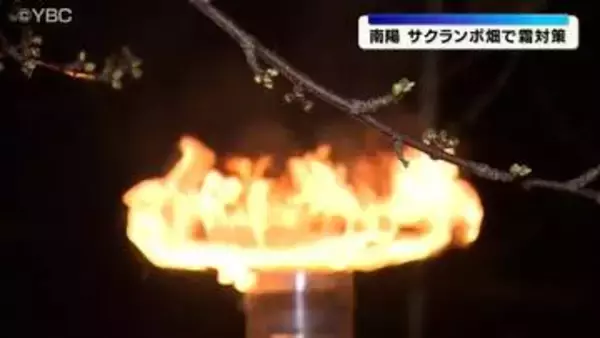 ヒーター60台稼働　めしべが枯れないように　サクランボ畑で未明から農家対策　山形県南陽市