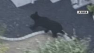 山形市の中学校敷地内にクマ　29日夜から出没相次ぐ　市や警察が警戒