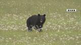 「住宅街などでクマの目撃　米沢市が注意呼びかけ」の画像1