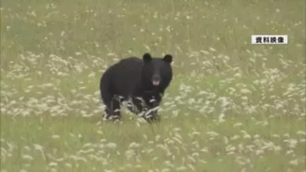 住宅街などでクマの目撃　米沢市が注意呼びかけ