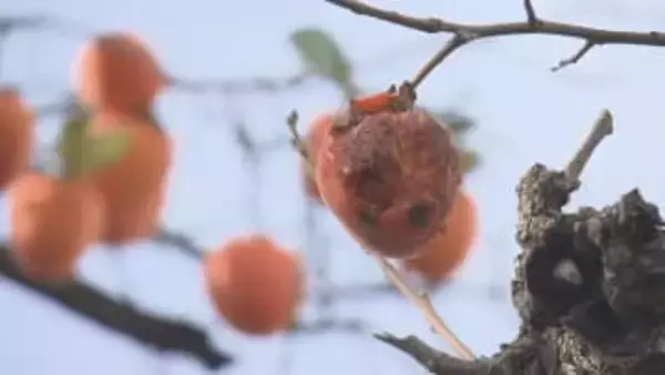 住宅近くの柿の木にクマ　長井市が緊急銃猟で駆除　山形県内で3件目