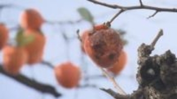 住宅近くの柿の木にクマ　長井市が緊急銃猟で駆除　山形県内で3件目