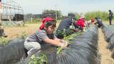 「「大きくなーれ」酒田市の園児がサツマイモ苗植えに挑戦 地元農家と交流し食への関心育む」の画像1