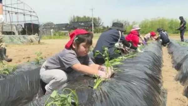 「大きくなーれ」酒田市の園児がサツマイモ苗植えに挑戦 地元農家と交流し食への関心育む