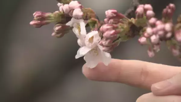 3月中にサクラ開花 山形市が霞城公園で発表 過去10年で2番目の早さ 酒田市でも最速
