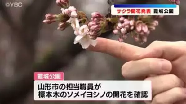 過去10年で2番目に早くサクラの開花発表　山形市のサクラの名所「霞城公園」で
