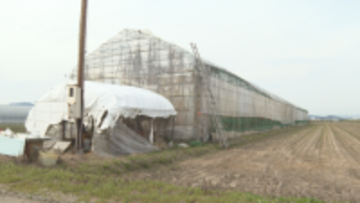 死因は出血性ショック　6メートルの高さから転落し死亡した80歳の男性 サクランボ畑の作業事故 河北町