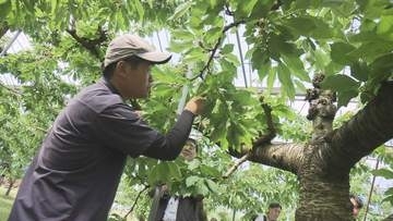 サクランボの実付きや双子果を確認 霜被害受けた生育状況調査 山形県内の影響見極めへ