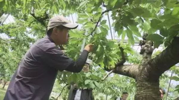 サクランボの実付きや双子果を確認 霜被害受けた生育状況調査 山形県内の影響見極めへ