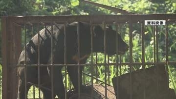 ツキノワグマ被害が東北に集中 全国統一の個体数調査へ 国と7県が初会議