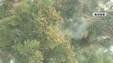 「山形県内の花粉飛散量は平年比124パーセント　前年の1.7倍予想　3月上旬にシーズン到来か」の画像1