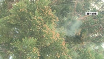 山形県内の花粉飛散量は平年比124パーセント　前年の1.7倍予想　3月上旬にシーズン到来か