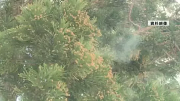 山形県内の花粉飛散量は平年比124パーセント　前年の1.7倍予想　3月上旬にシーズン到来か