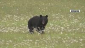 高齢者施設近くで親子グマ目撃　南陽市が近隣住民に注意を呼びかける