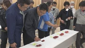 サクランボ大玉品種やまがた紅王 出荷基準見直し Mサイズから販売可能に 寒河江で説明会