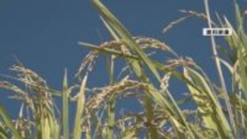 山形県内の2026年産の主食用米　今年に比べ2.6パーセント8600トン増やす方針