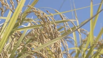 備蓄米放出もその後価格は高止まり　山形県内の生産者も消費者も翻弄された2025年