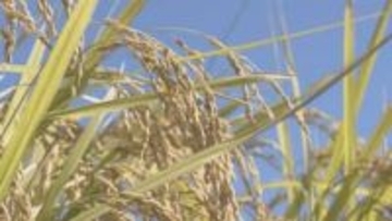 備蓄米放出もその後価格は高止まり　山形県内の生産者も消費者も翻弄された2025年