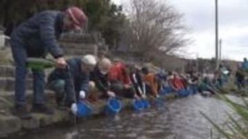 目標の10分の1に落ち込んだサケ遡上数　遊佐町で稚魚放流始まり子どもたちが未来の川に思い託す