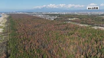「本当に何百年という単位で見守っていかなければならない」庄内海岸林の再生へ多様性重視の取り組み