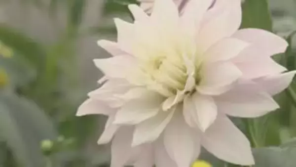 県立置賜農業高校で冬咲きダリアが見頃　温室で育つ色鮮やかな15種類を生徒が栽培