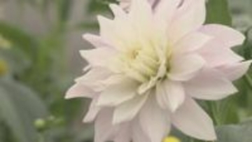 県立置賜農業高校で冬咲きダリアが見頃　温室で育つ色鮮やかな15種類を生徒が栽培