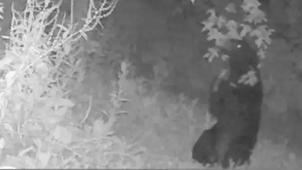 収穫直前のサクランボがクマに食べられる　防犯カメラが一部始終を撮影　山形県村山市