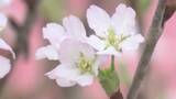 「冬に花を咲かせるサクラ「啓翁桜」の出荷が西川町で始まる　夏の猛暑で枝を標高の高い山や冷蔵庫で保管」の画像1