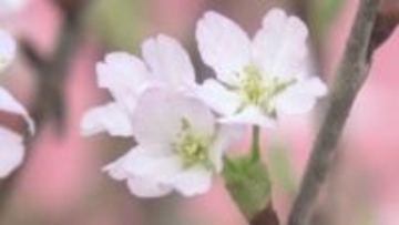 冬に花を咲かせるサクラ「啓翁桜」の出荷が西川町で始まる　夏の猛暑で枝を標高の高い山や冷蔵庫で保管