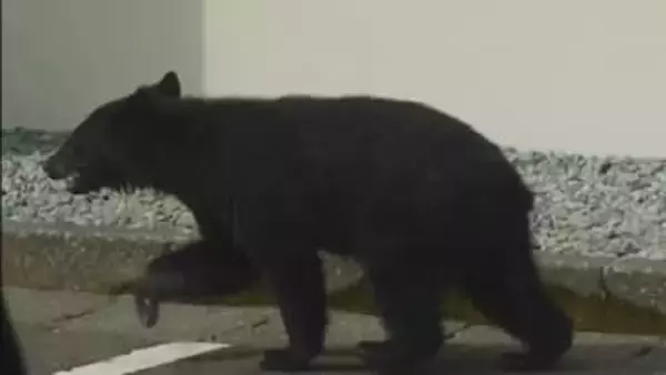 鳥獣被害対策やサポートを行う「中間支援組織」設置へ　山形県が方針　2027年4月業務開始