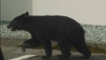 鳥獣被害対策やサポートを行う「中間支援組織」設置へ　山形県が方針　2027年4月業務開始